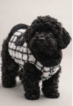 Colección Invierno Pet.Olid