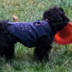 Trasgu softsehll_result