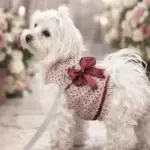 arnés elegante para perro con lazo burdeos en bichón maltés