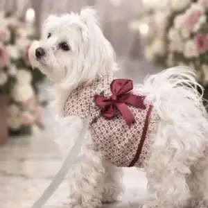 arnés elegante para perro con lazo burdeos en bichón maltés