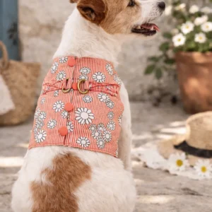 Perro Jack Russell con Arnés Capri floral sin puntilla