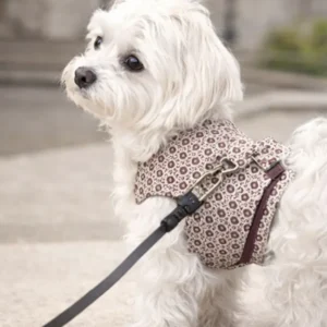arnés chaleco burdeos para perro elegante en bichón maltés