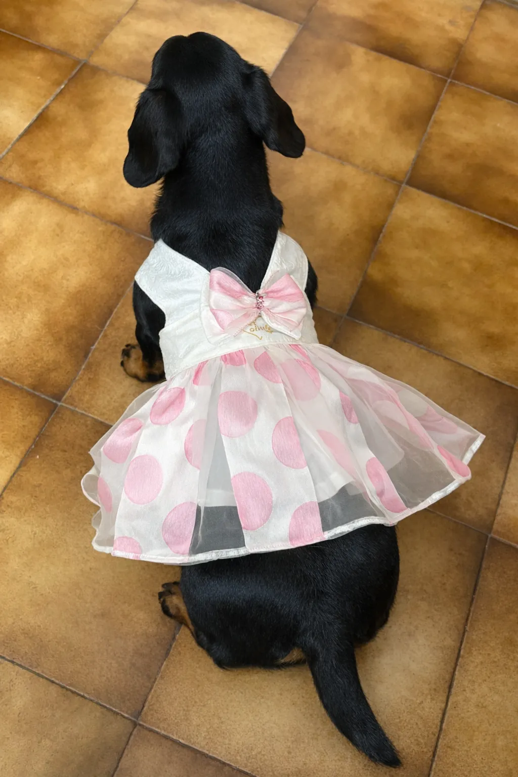 Vestido de tul rosa a medida para perro, confeccionado a mano en España por Pet.Olid