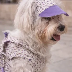 Perro con gorra reversible Provence floral lavanda